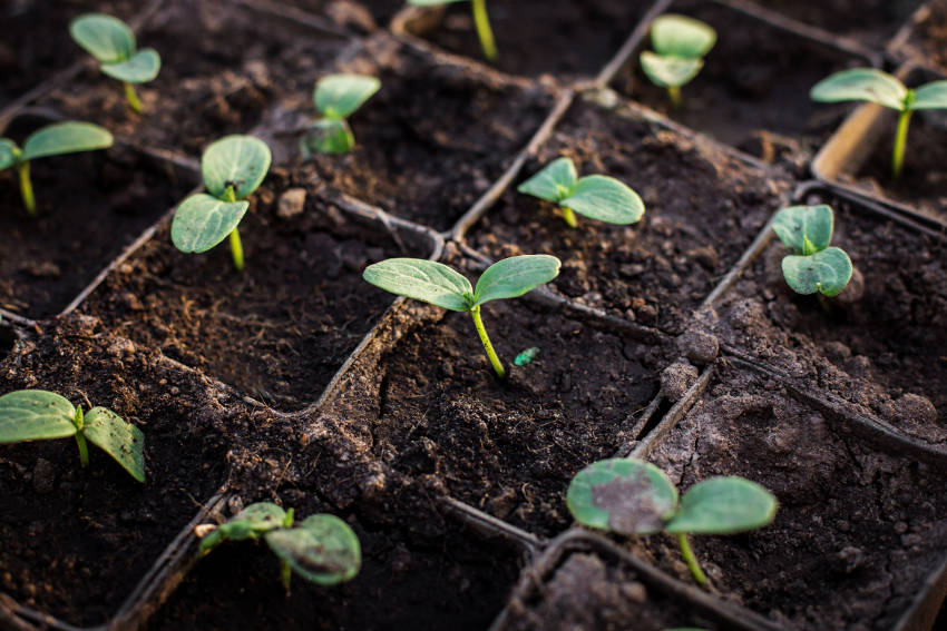 Seedlings in Containers